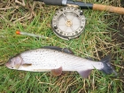 Paul Fletcher 1lbs 3oz Grayling from River Dove. Caught long trotting red maggots. Used 13 foot Shimano Float rod, JW Youngs Centrepin, 3lbs line to 1.5lbs bottom & size 20 hook.