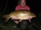 16lb 8oz common