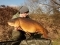 Maggots proved to be the one - 23.4lb