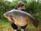 32.8lb Carp Quarry Mirror taken on Monster Squid