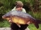 33.8lb Mirror taken on Scopex Squid