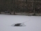 Wild Boar tracks on ice.............then a big hole!