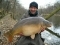 41lb Mirror