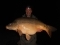 36lb Mirror.