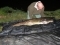 35 mins to land this moggy