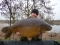 33lb 04oz (Shoulders) side 2