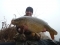 19lb 14oz common