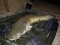 60lb Cat caught on CC Moore XXX boilie, Chod rig made from Korda mouth trap, size 6 chod hook, using crimps and dark matter
