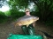 32lb
