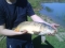 Stanton Lakes - Fishing Venue - Coarse / Carp in Stoney Stanton (Leicestershire, East Midlands), England
