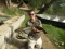 Ebro cat.