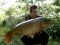A long Cavagnac Common