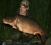 Millie Summer Capture - 30lb