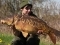 21lb Cavagnac beaut!