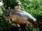 Sumo @ 34.4lb - Carthagena
