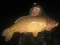 24lb,8 common