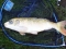 White Acres Country Park - Fishing Venue - Coarse / Carp in Newquay (Cornwall, South West), England