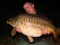 CHRIS SMITH, Essex Carp Baits Senior Field Tester