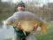 43lb 4oz Mirror Carp  Sweet Chestnut Lake  France