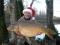 Shortest Day 36lb Mirror