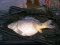 25lb 8oz Mirror on the mat
