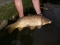 12lb Common - Original Stock going back