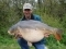 Mr Ian holbrooke holding 'the bruiser' weighing 43lb 4 oz caught at Combley Lakes.