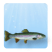 Water clarity: Crystal clear (Oceanic water / gin clear)