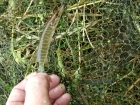 0oz 4dr very small pike. from river idle