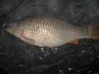 Michael Harding 13lbs 0oz Common Carp from club water b using Mainline new Grange.