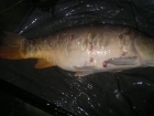 Michael Harding 14lbs 5oz Mirror Carp from club water b using Mainline new Grange.