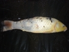 Kieron Axten 8lbs 11oz Koi Carp from Mas Bas - Angling Lines Holidays using Quest Baits Rahja Spice.