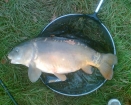 19lbs 8oz Mirror Carp from Club Water