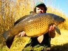 37lbs 12oz Common Carp from Goldmire Lake. One of many big carp caught from Goldmire Lake in South Africa. Not one of my biggest from the venue, but it is a beautiful fish and caught on my first