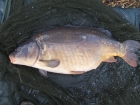 Stuart Bruce 12lbs 0oz Mirror Carp from Midlands Water