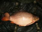23lbs 12oz Mirror Carp from Rookley Country Park using Carp Company Icelandic Red Cranberry & Caviar.