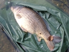 19lbs 0oz Common Carp from Local Club Water using Mainline Grange CSL.