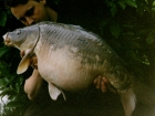 27lbs 0oz Mirror Carp from Cuttle Mill Carp Fishery using Nutrabaits Big Fish Mix with Black Pepper and Caviar.. This was carnage like I'd never seen at Cuttle - 19 fish in two days off peg 16