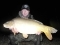 29lb mirror carp at Beausoleil