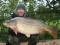 26lb 12oz Common Carp at Beausoleil