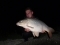 Beautiful Common