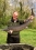 @ Etang Hirondelle