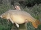 34lb Mirror