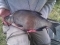 4lb 1oz Bream