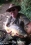 Linear Carp