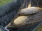 Brace with Chez having the mirror at 16lb 10oz