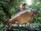 A chunk on the riser pellet