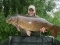 A nice long common