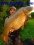 Beautiful golden, scale-perfect Italian carp