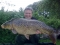 yew tree special